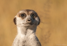 Meerkat close up front, Botswana